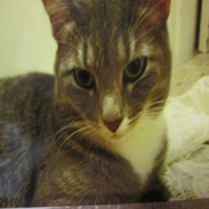 adoptable Cat in Cincinnati, OH named Carmilita